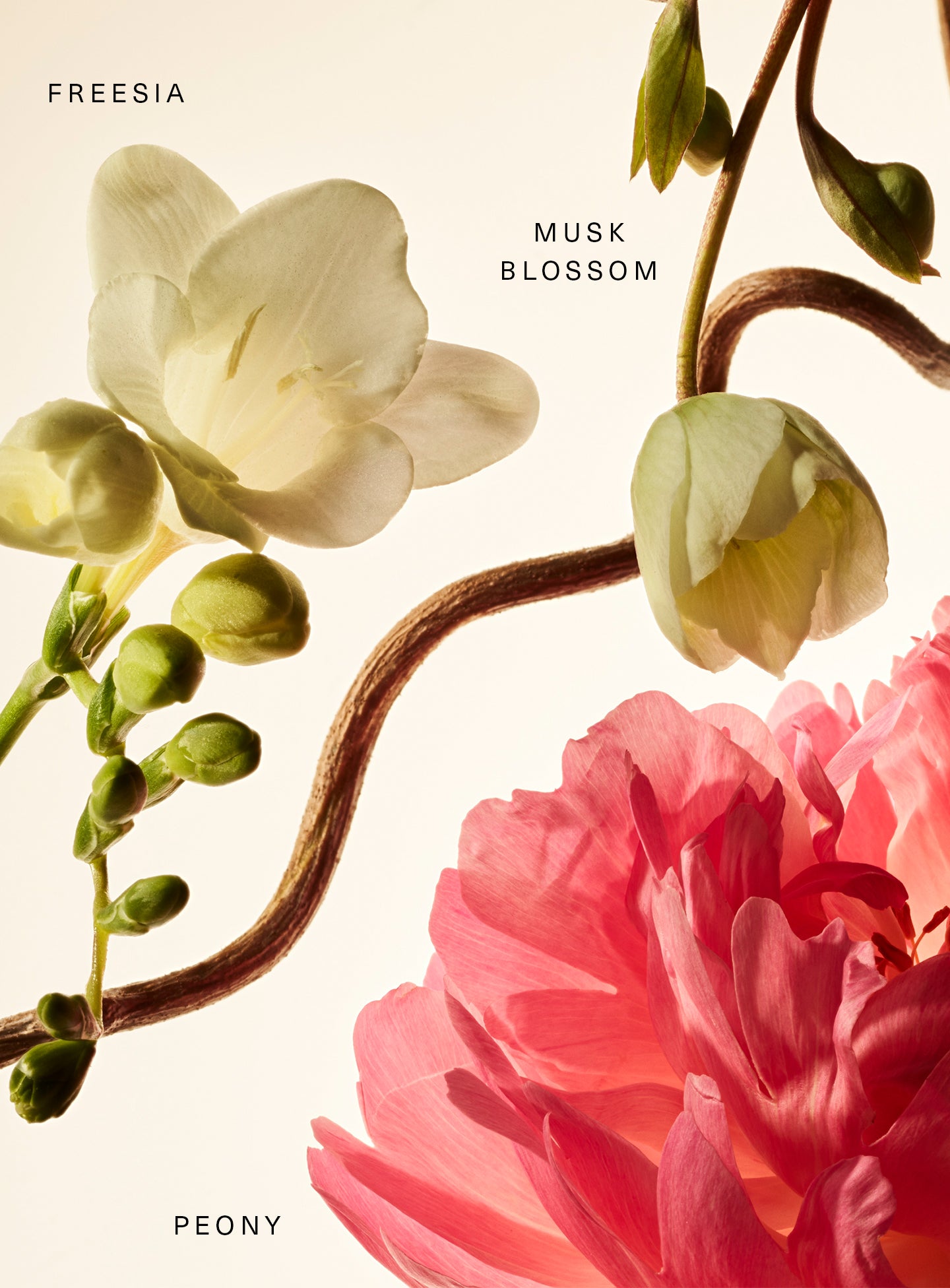 fragrance layering balm floral peony blossom fragrance layering balm floral peony blossom